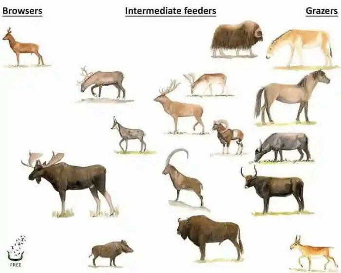 Herbivore Megafauna Of Modern Europe