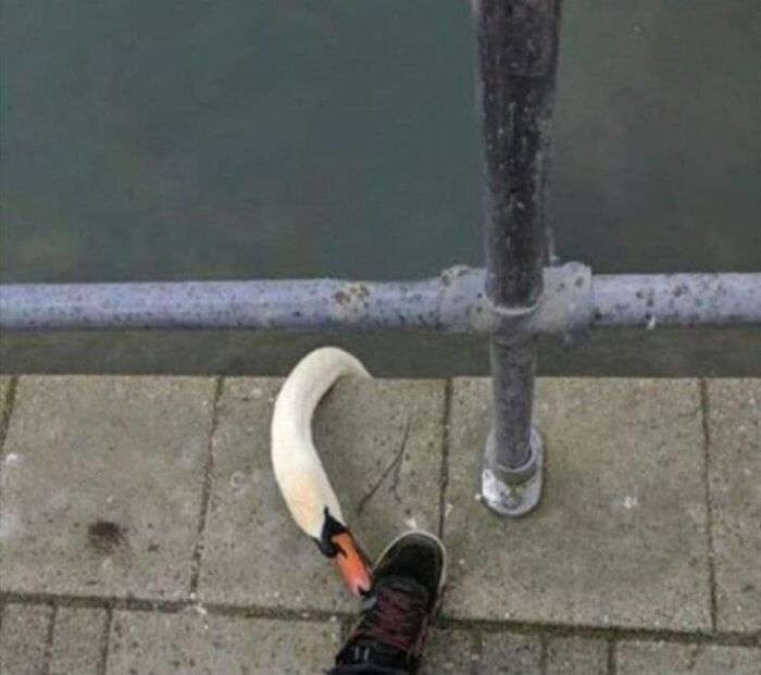 Funny-Birds-Threatening-Auras