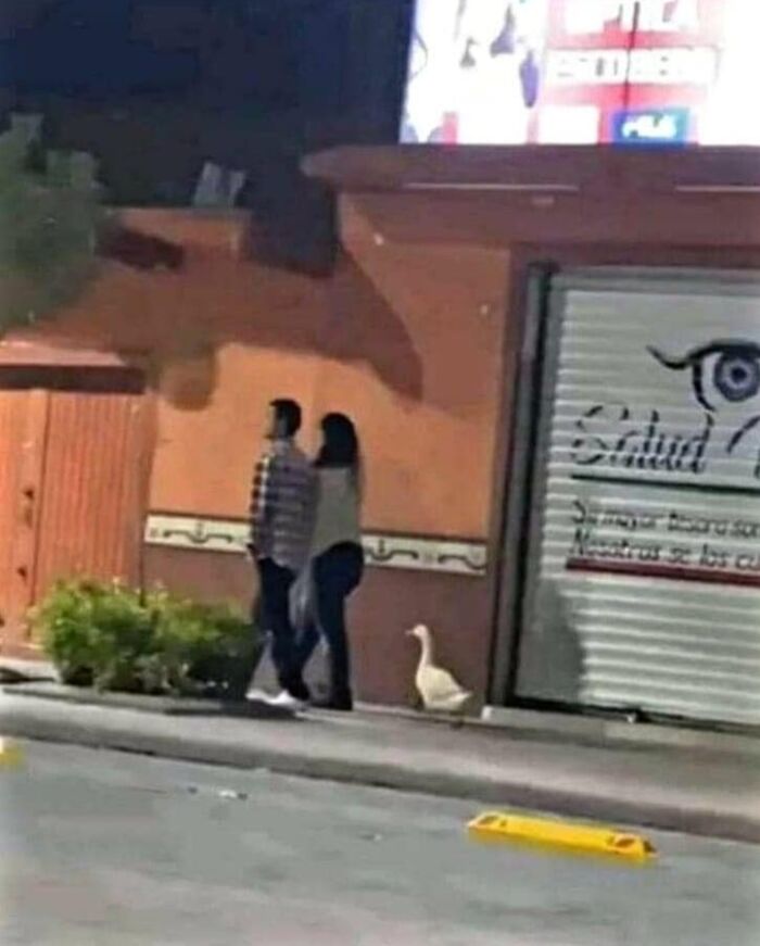 Funny-Birds-Threatening-Auras