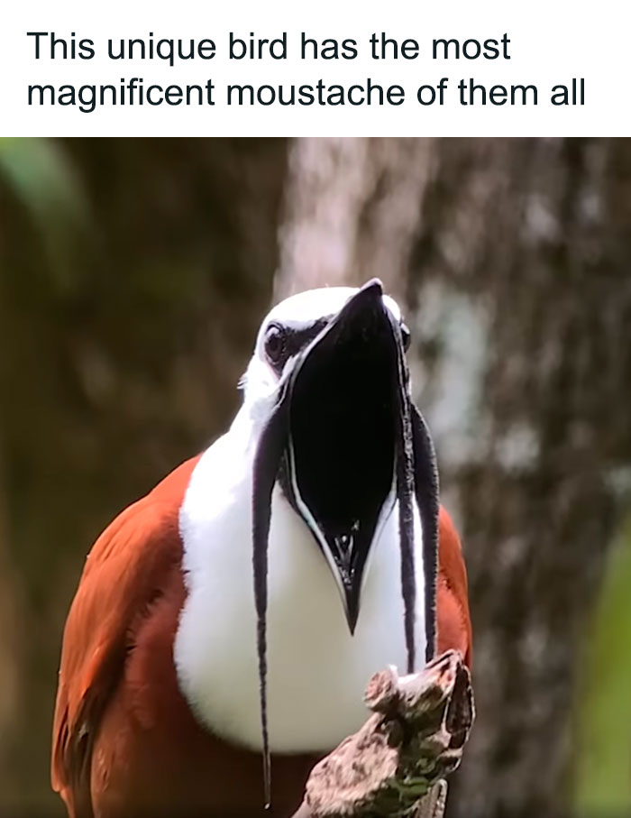 Funny-Birds-Threatening-Auras