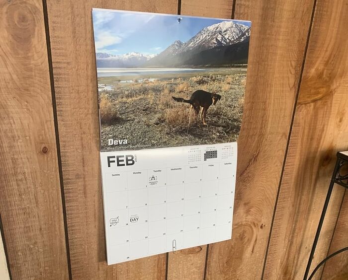Unconventional present idea: a humorous dog calendar on a wooden wall.