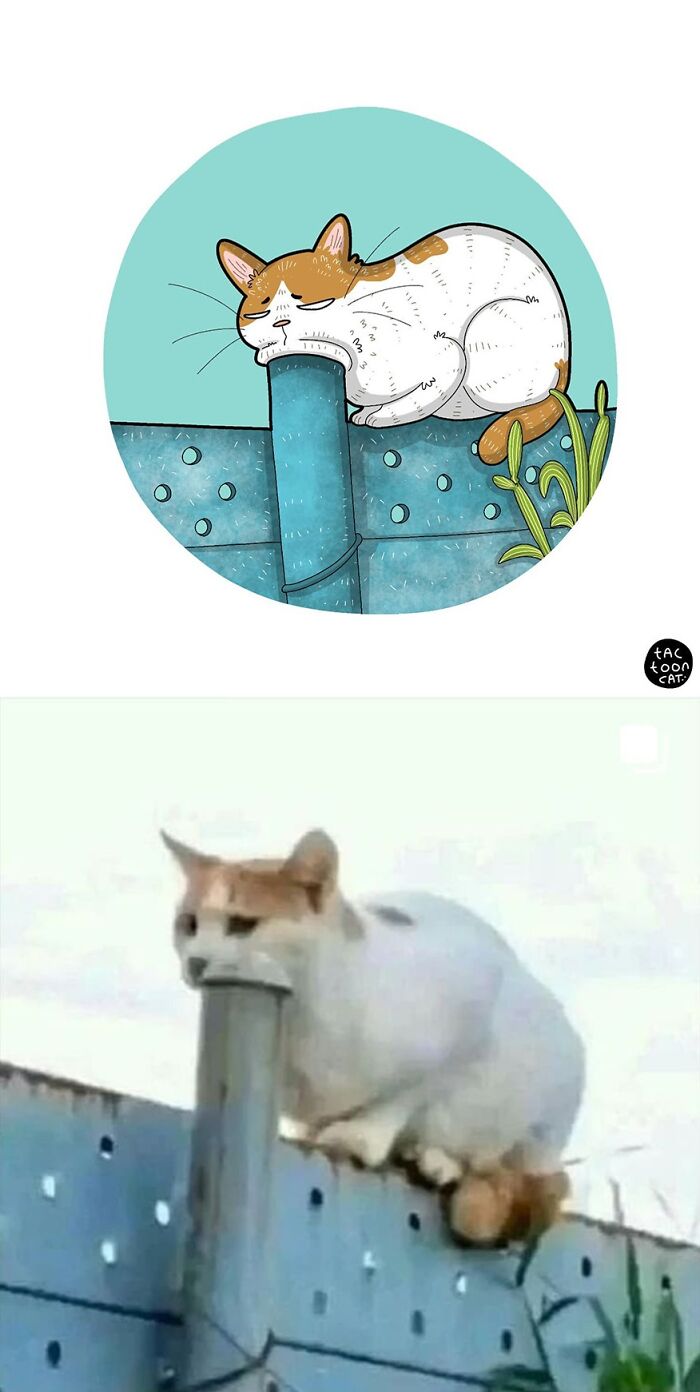 68 Of The Funniest Internet-Famous Cat Pics Get Illustrated By Tactooncat (New Pics)