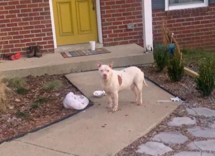 This Dog Ate My Neighbor's Food Delivery