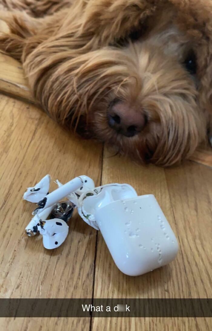 Probably The Most Expensive Treat He’s Ever Gotten