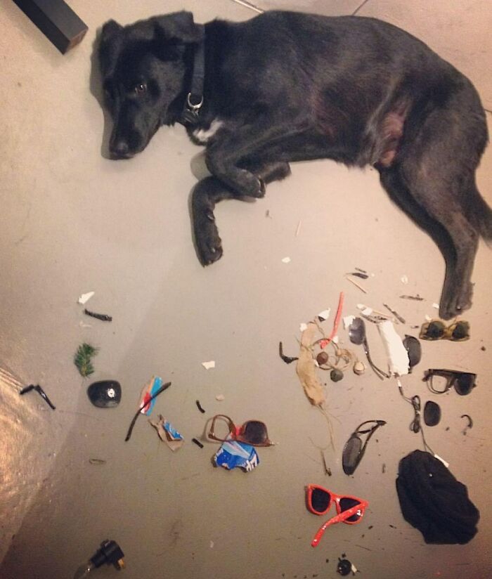 For The Most Part Having A Dog Is Awesome. But Sometimes It's Like Living With A Jerk Who Wrecks All Your Stuff When You're Not Around. Total Wrecked Sunglasses Count: 7
