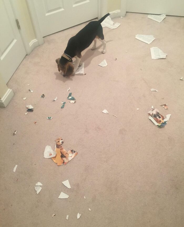 The Book’s Title Was “How To Train Your Beagle Puppy”