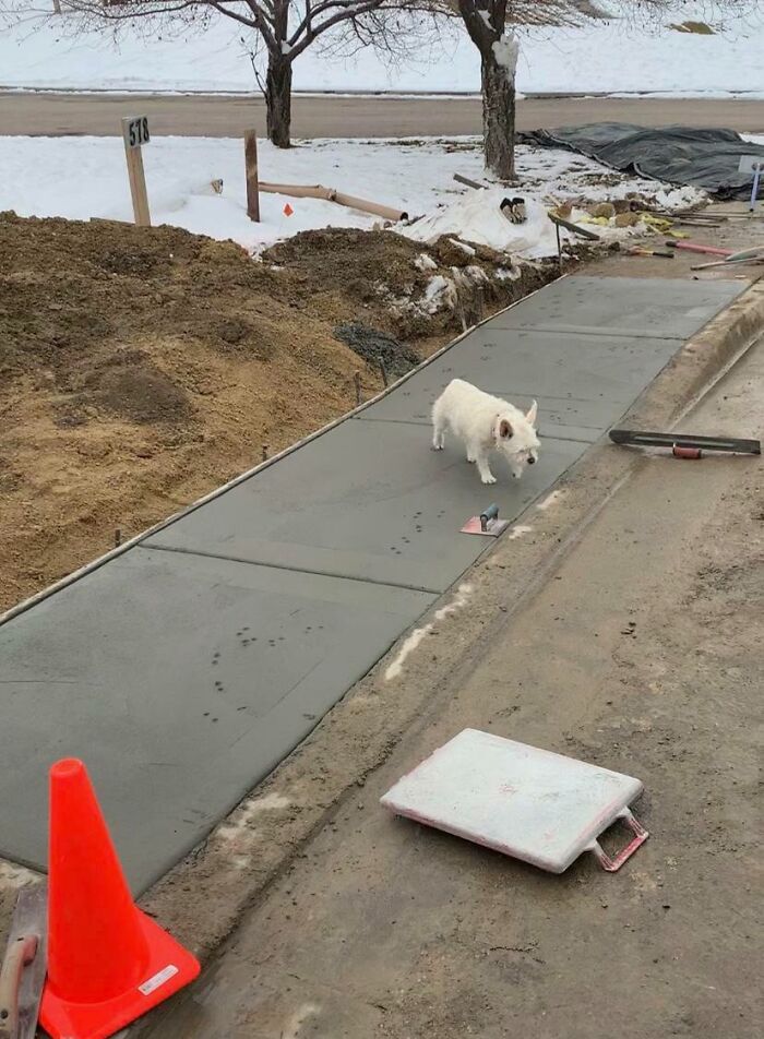 This Dog Didn’t Give A Damn