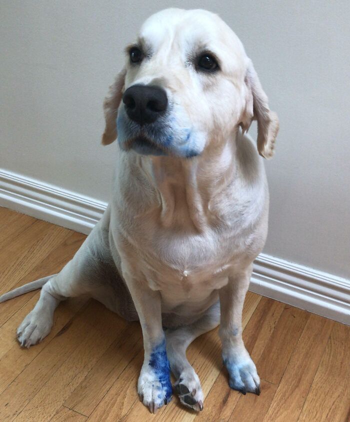 My Dog Won Against A Pen