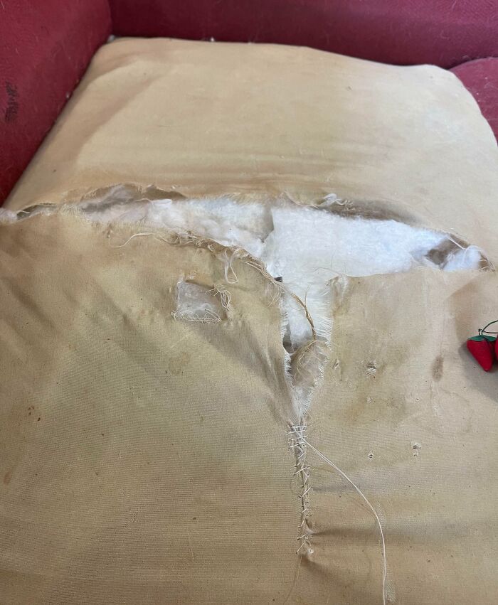 My Foster Dog Chewed Up My 2,000-Dollar Couch