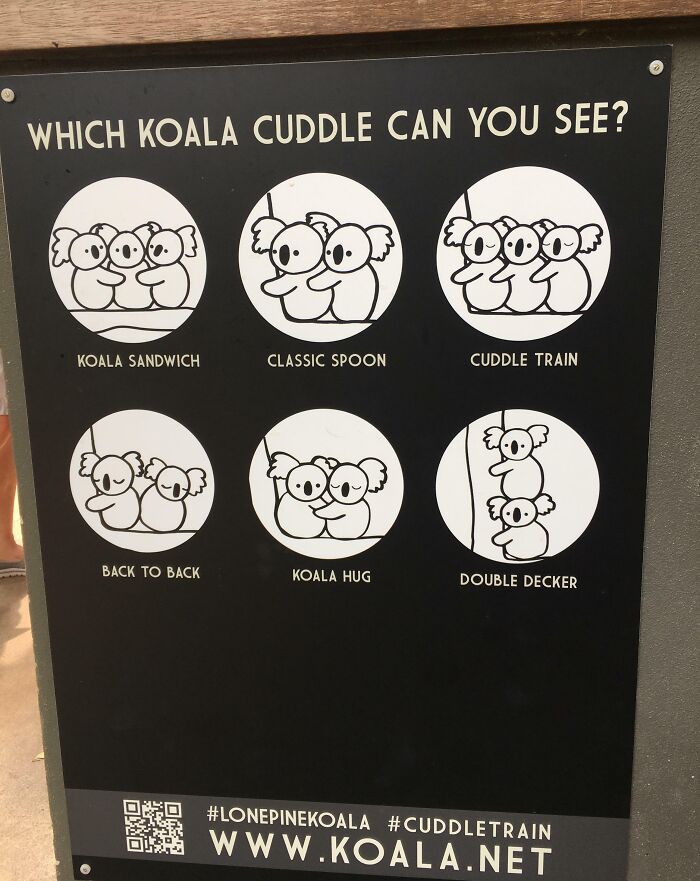 Koala Cuddle Guide In Lone Pine Koala Sanctuary, Australia