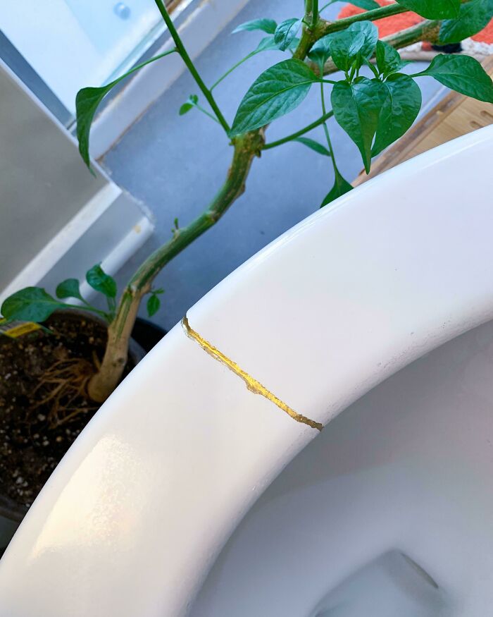 Usando el tradicional kintsugi japonés para reparar el asiento roto del retrete en vez de tirarlo