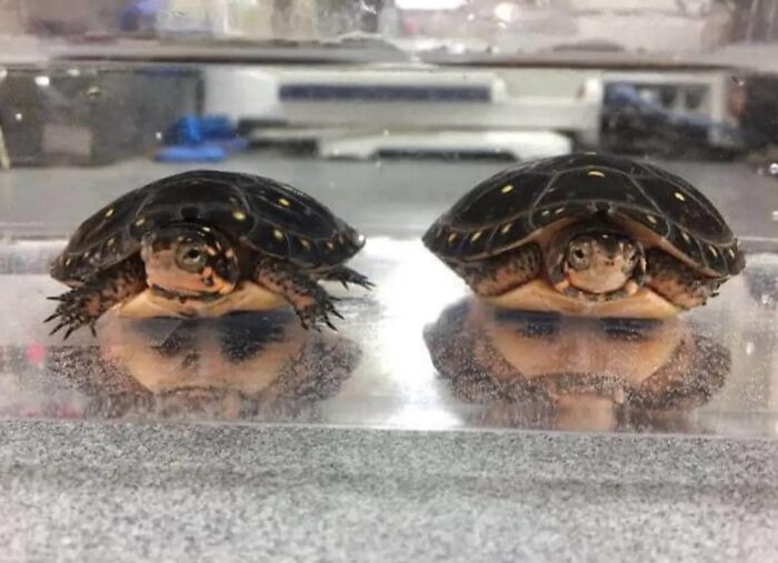 Weird-Cursed-Images-Cursed225