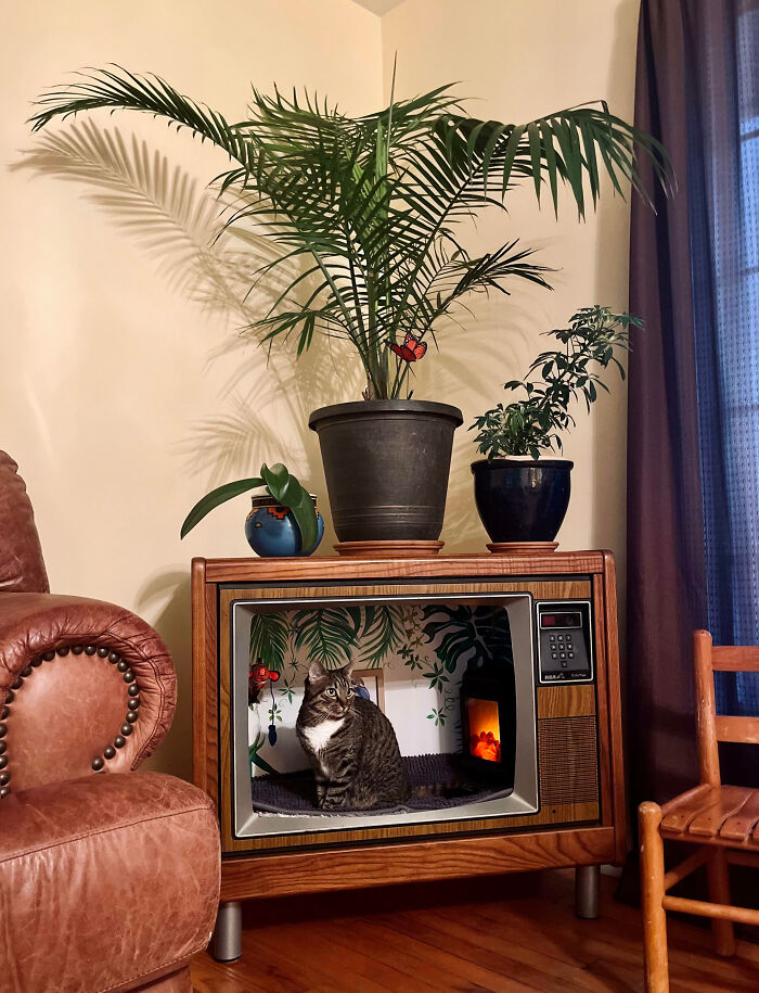 Vieja tele de los 80 reconvertida en apartamento para el gato