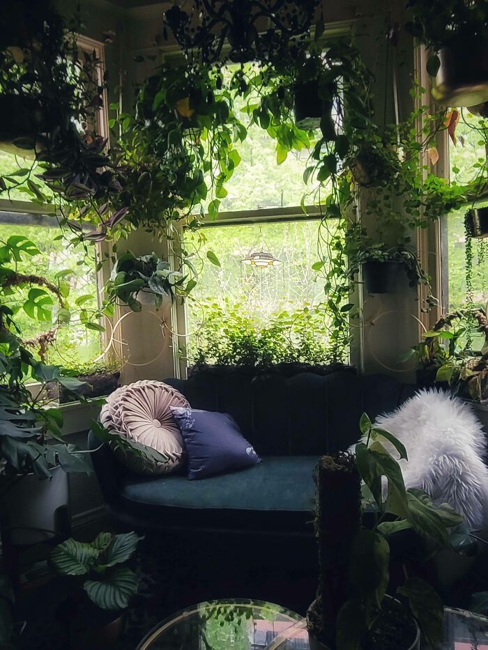 Cozy window seat surrounded by lush green plants creating a peaceful and inviting nook in the home.