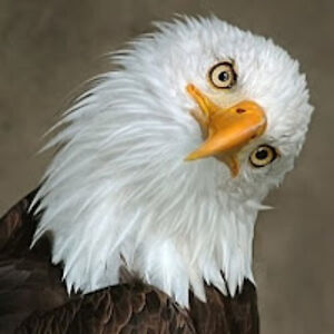 quizzicaleagle avatar