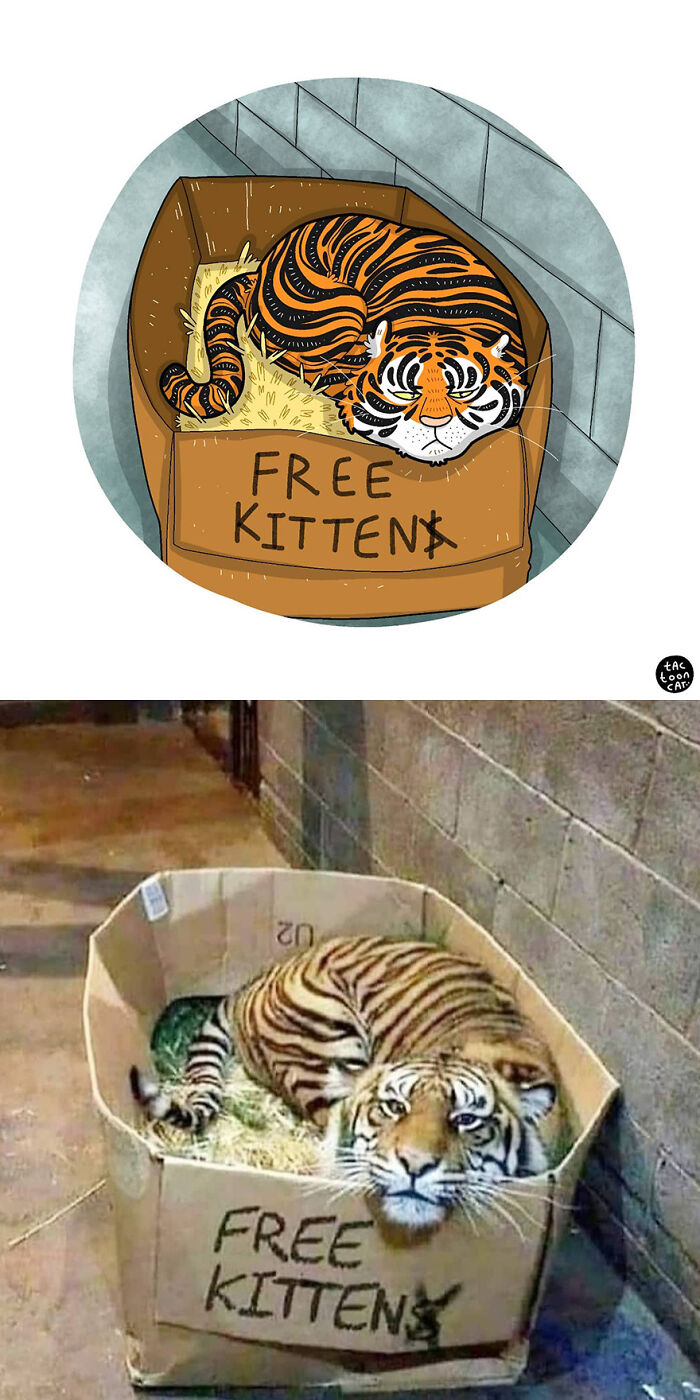 68 Of The Funniest Internet-Famous Cat Pics Get Illustrated By Tactooncat (New Pics)