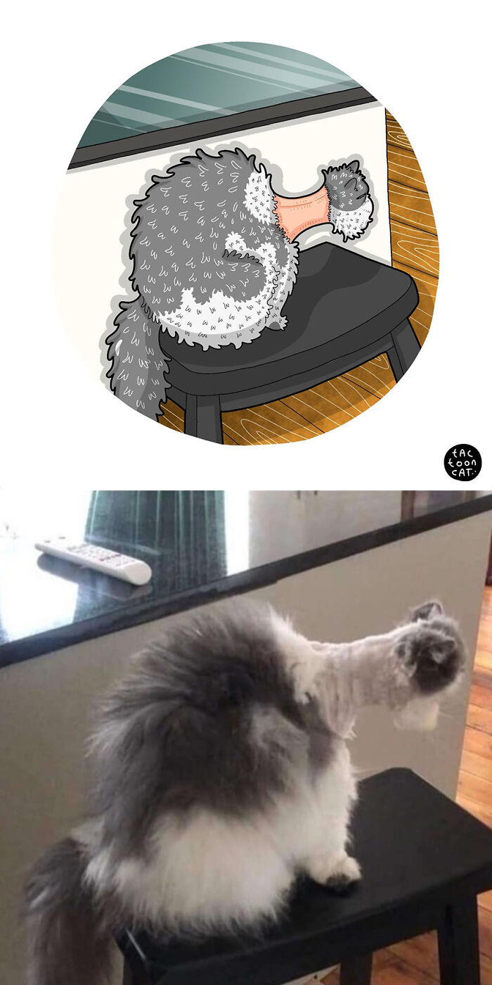 68 Of The Funniest Internet-Famous Cat Pics Get Illustrated By Tactooncat (New Pics)