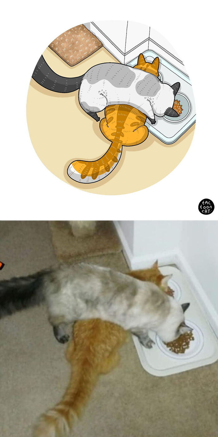 68 Of The Funniest Internet-Famous Cat Pics Get Illustrated By Tactooncat (New Pics)