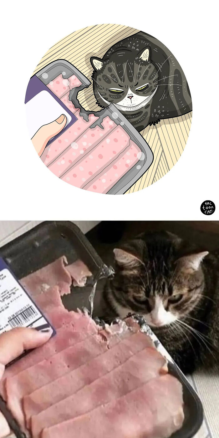 68 Of The Funniest Internet-Famous Cat Pics Get Illustrated By Tactooncat (New Pics)