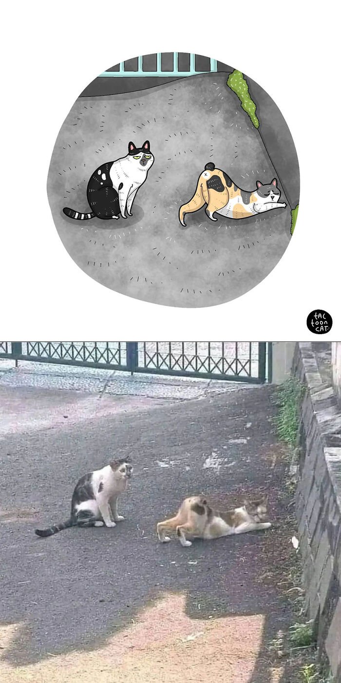 68 Of The Funniest Internet-Famous Cat Pics Get Illustrated By Tactooncat (New Pics)