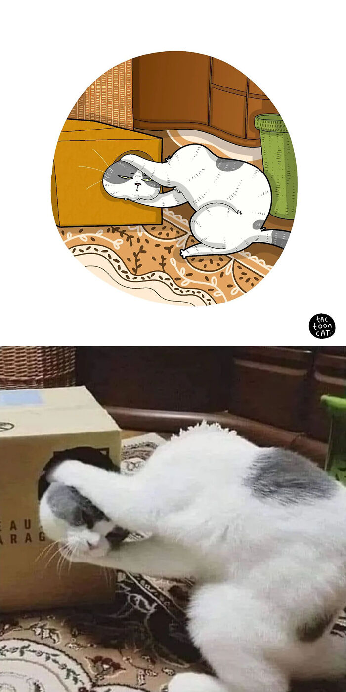 68 Of The Funniest Internet-Famous Cat Pics Get Illustrated By Tactooncat (New Pics)