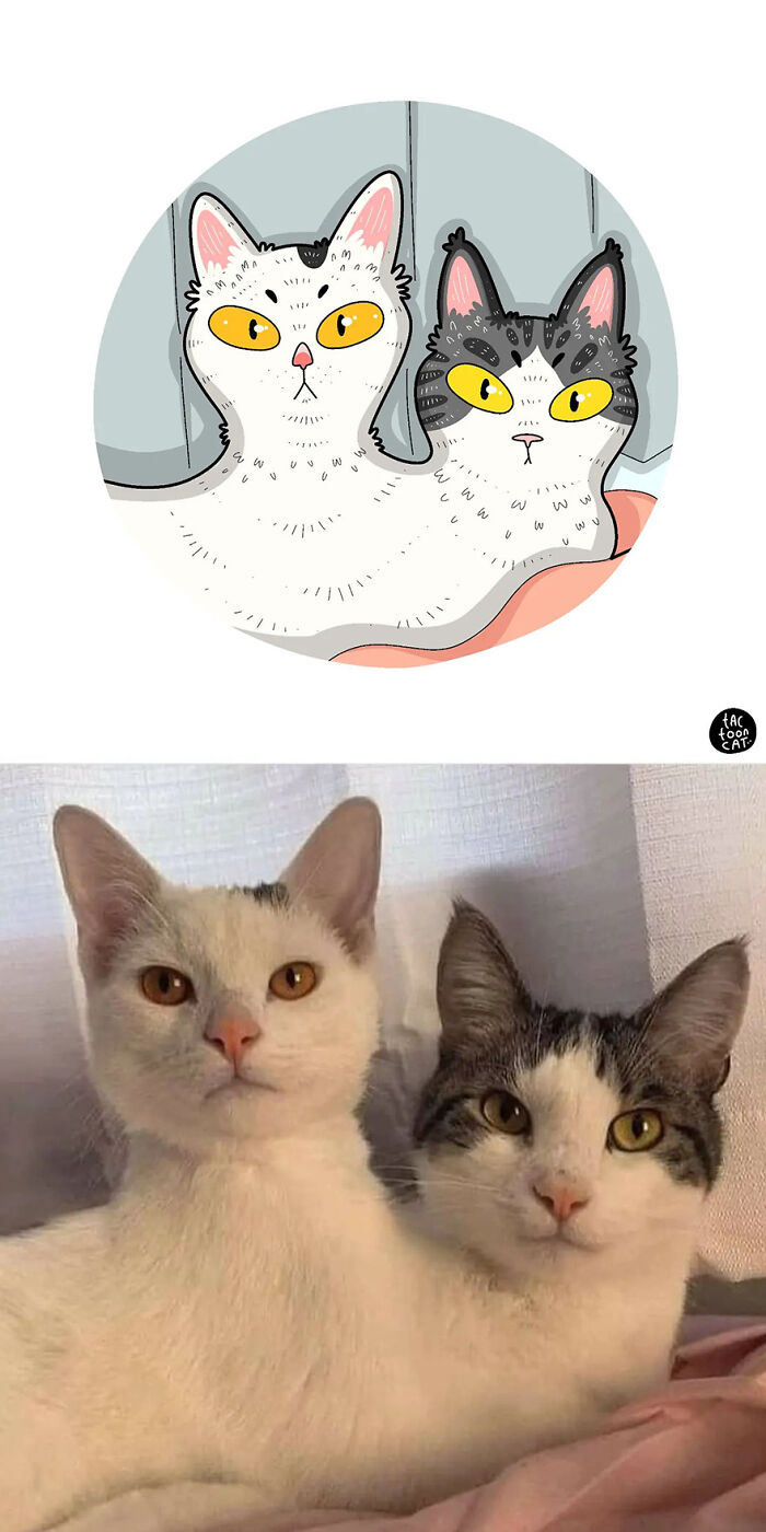 68 Of The Funniest Internet-Famous Cat Pics Get Illustrated By Tactooncat (New Pics)