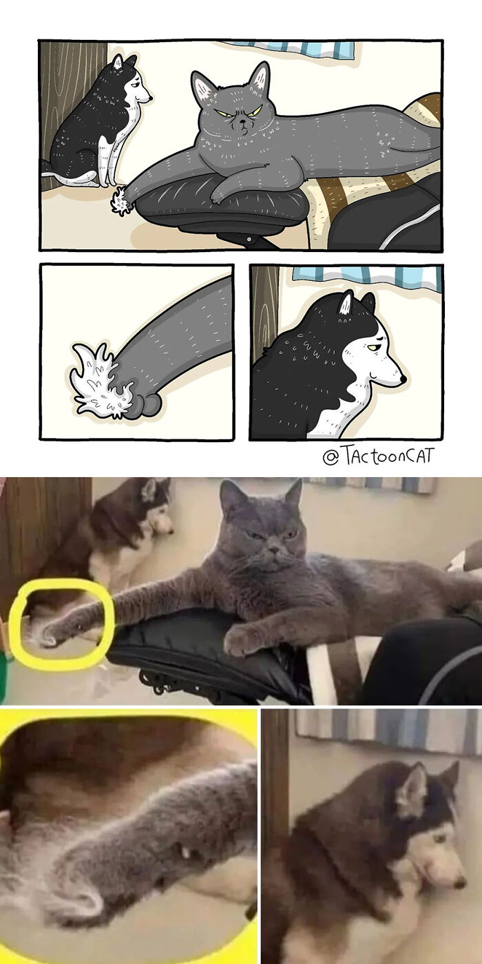 68 Of The Funniest Internet-Famous Cat Pics Get Illustrated By Tactooncat (New Pics)