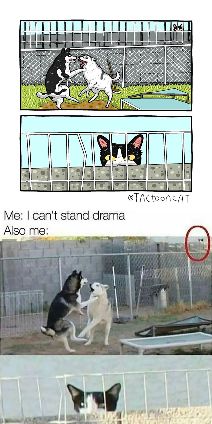 68 Of The Funniest Internet-Famous Cat Pics Get Illustrated By Tactooncat (New Pics)