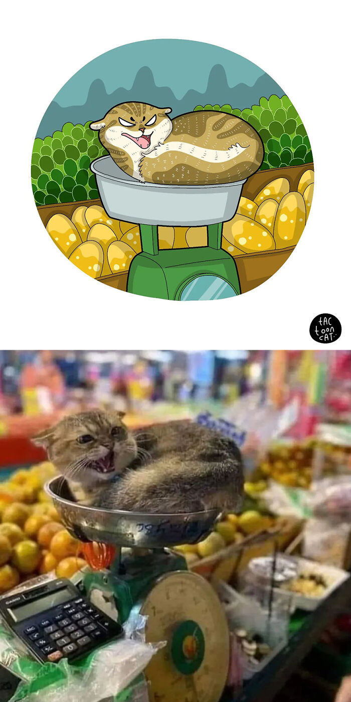 68 Of The Funniest Internet-Famous Cat Pics Get Illustrated By Tactooncat (New Pics)