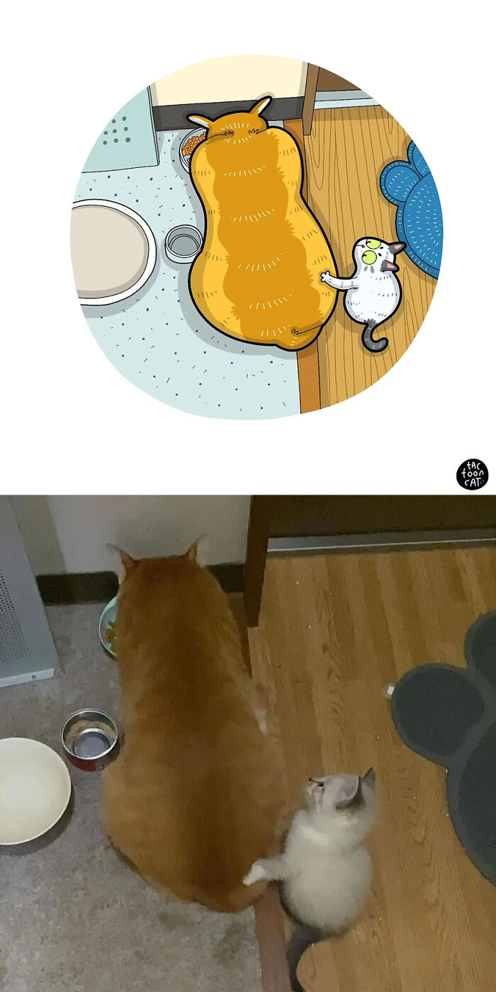 68 Of The Funniest Internet-Famous Cat Pics Get Illustrated By Tactooncat (New Pics)