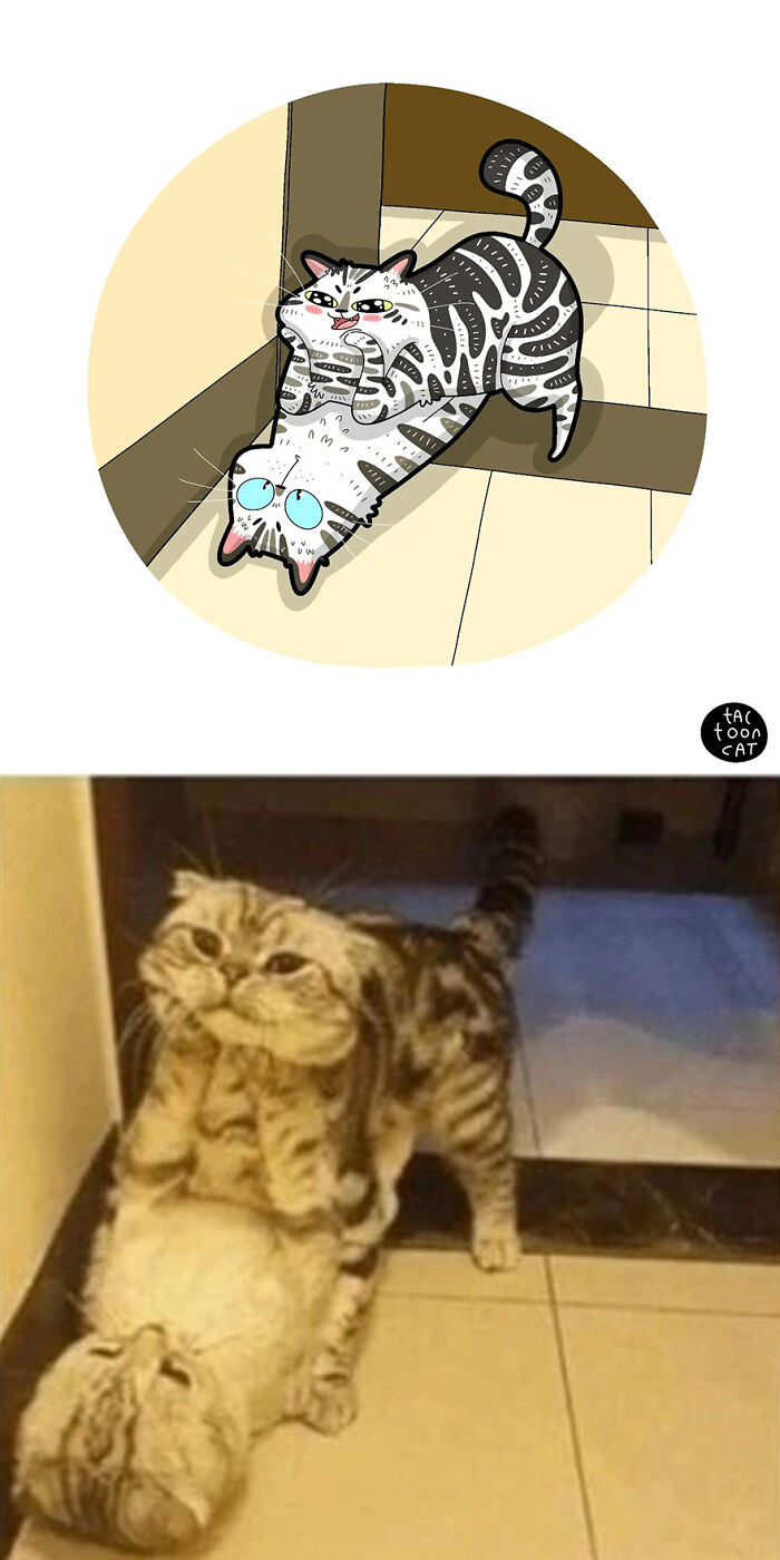 68 Of The Funniest Internet-Famous Cat Pics Get Illustrated By Tactooncat (New Pics)