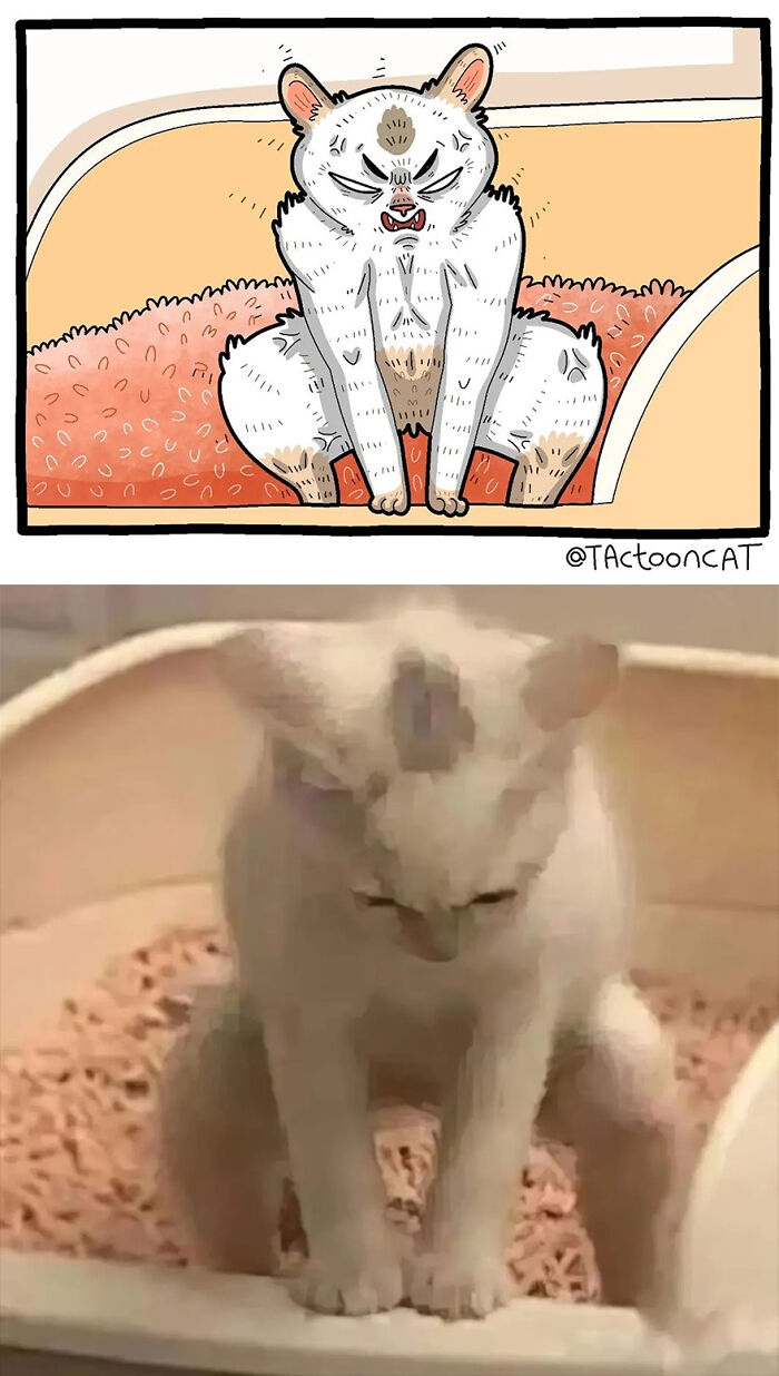 68 Of The Funniest Internet-Famous Cat Pics Get Illustrated By Tactooncat (New Pics)