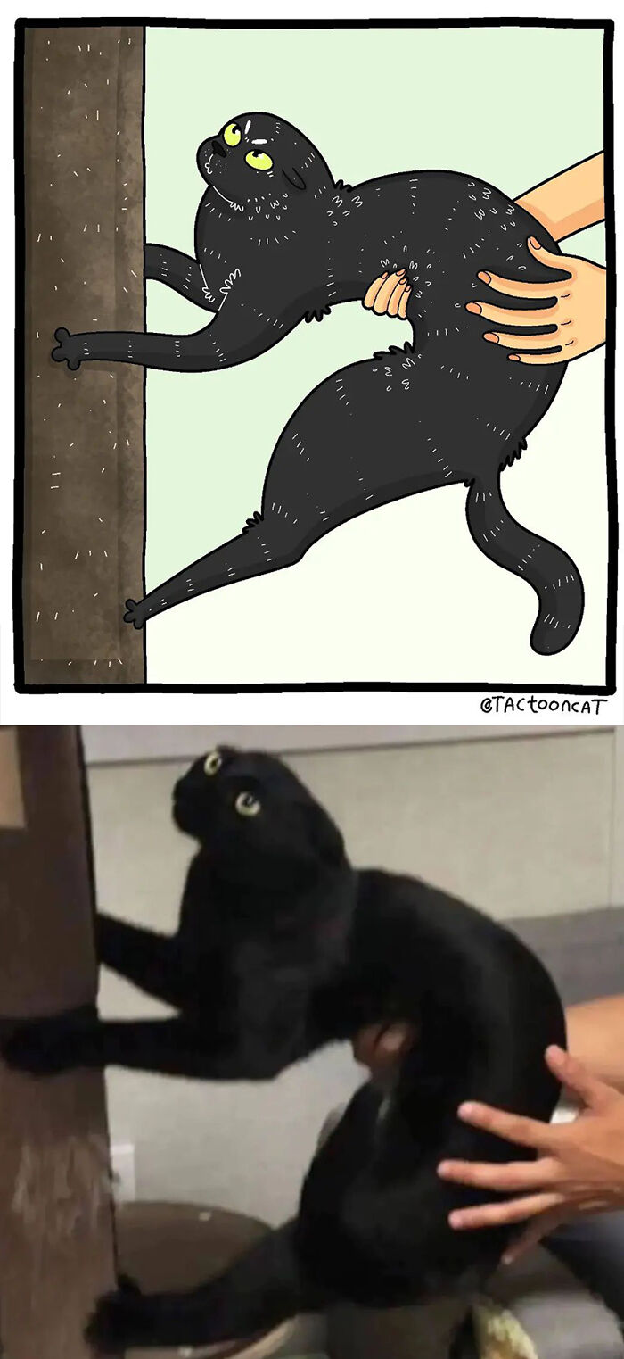 68 Of The Funniest Internet-Famous Cat Pics Get Illustrated By Tactooncat (New Pics)
