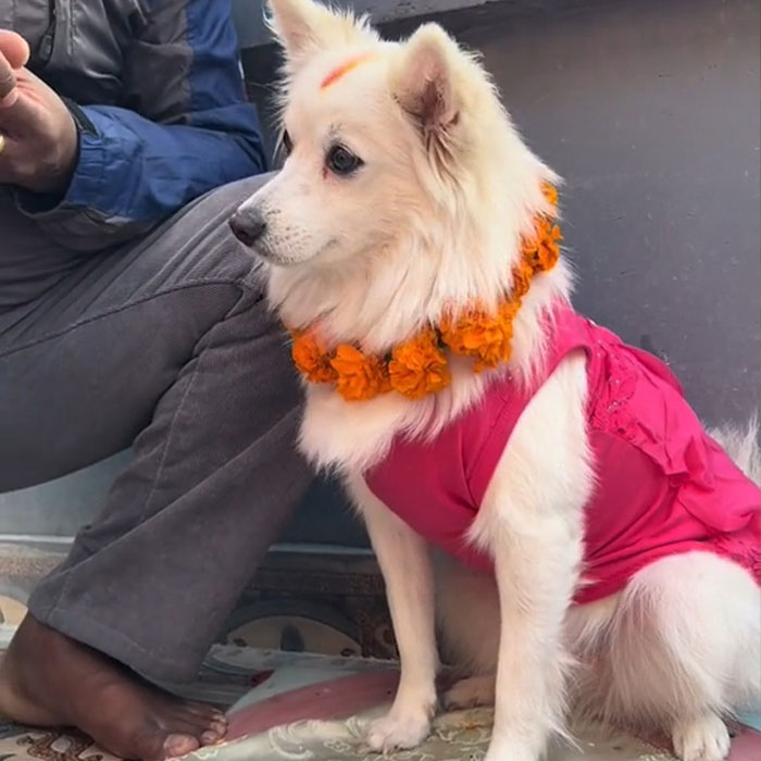 In This Annual Nepalese Festival, Dogs Get Pampered For Being God&rsquo;s Messengers