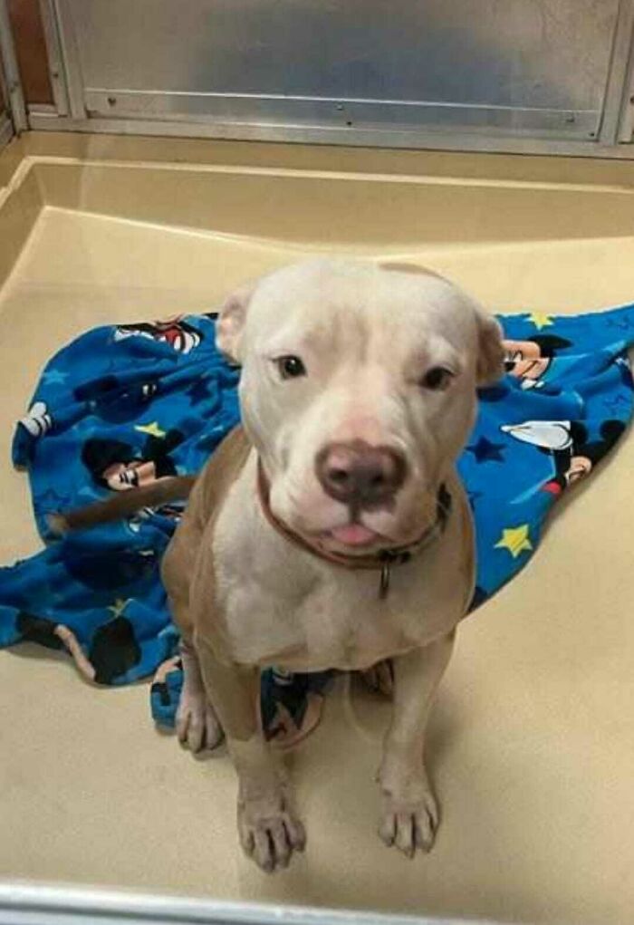 Meet Olivia, A Smart Pup Who Stopped Every Car In Traffic Asking For Help