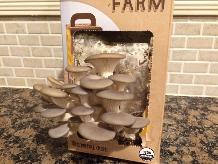 Mushroom grow kit on a countertop, an unconventional present perfect for weirdo friends.