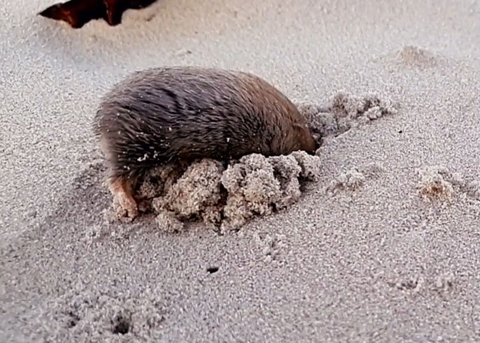 &ldquo;Brilliant Work&rdquo;: Shimmering Mole Rediscovered Nearly 100 Years After It Was Presumed Extinct
