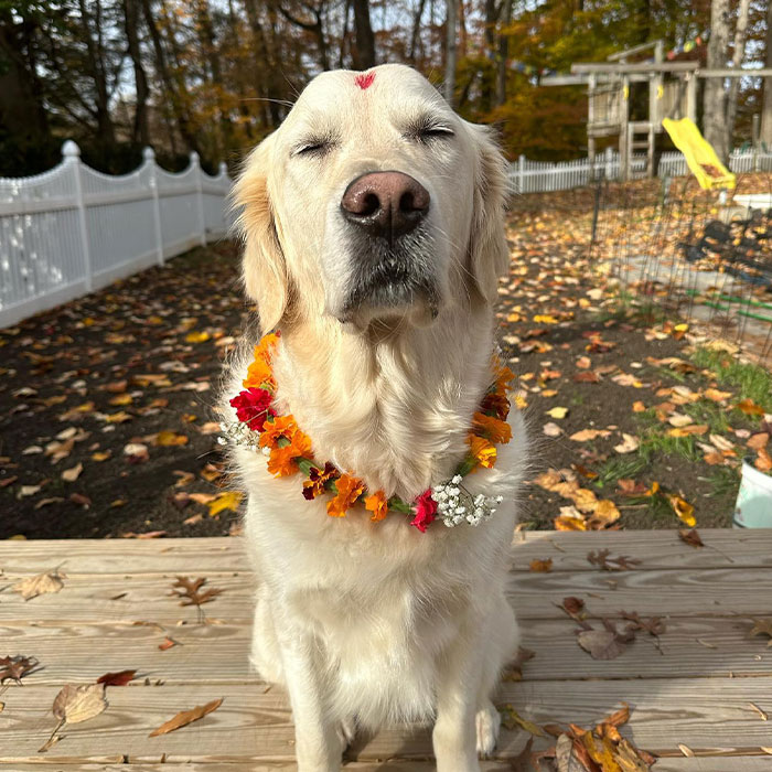 In This Annual Nepalese Festival, Dogs Get Pampered For Being God&rsquo;s Messengers