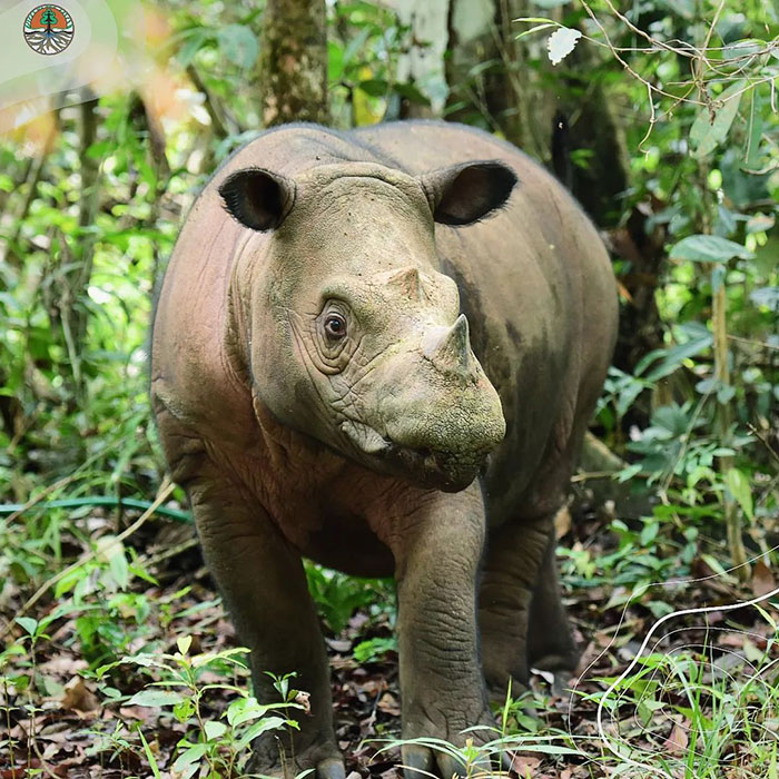 &ldquo;It&rsquo;s An Incredible Event&rdquo;: Critically Endangered Sumatran Rhino Welcomes Her First Baby Calf