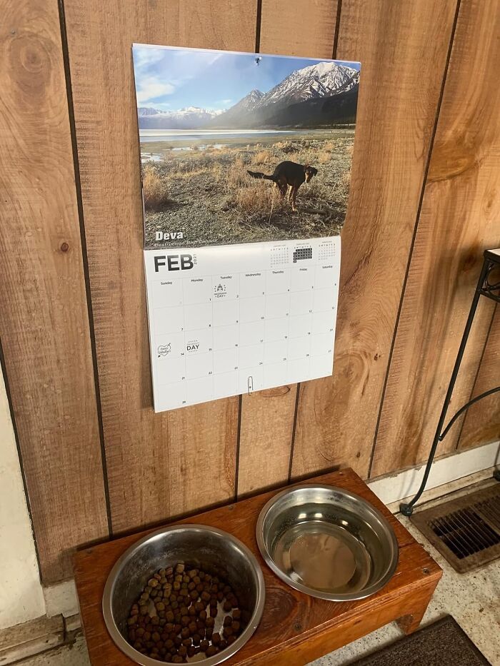 Get A Load Of Laughs With The Pooping Pooches Calendar - No Need To Hold Your Horses, Just Your Dogs