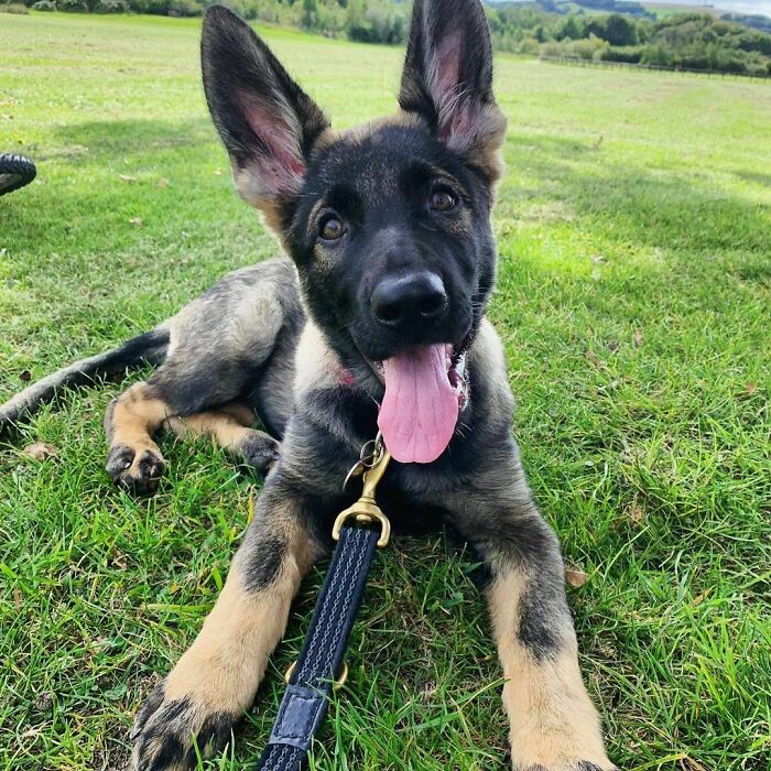 The Police Dog Fendi And The Rest Of The Litter Met Up For Their First Training Day
