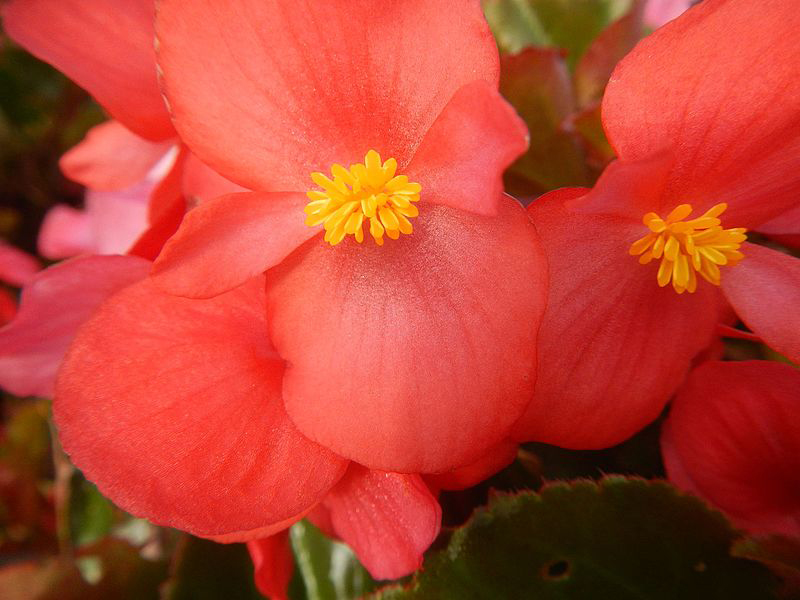 Begonia in the Philippines Begonia in the Philippines