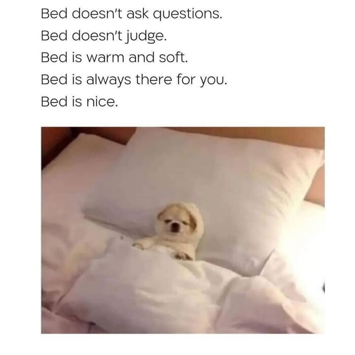 A small dog tucked in bed with text about bed's comforting qualities, perfect for socially awkward friends.