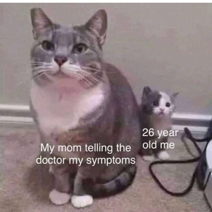 Two cats sit side by side, humorously labeled to depict socially awkward situations with funny memes.