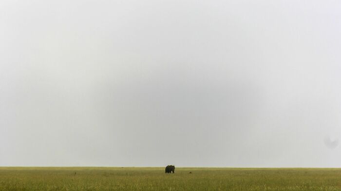 The World Is Too Big, Even For An Elephant