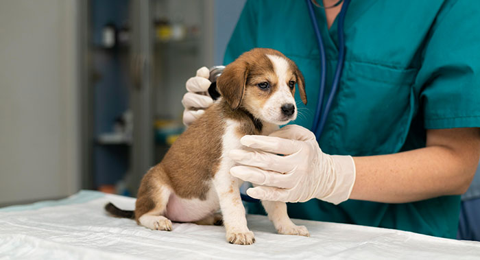 Veterinarian taking care of puppy dog. Veterinarian taking care of puppy dog.