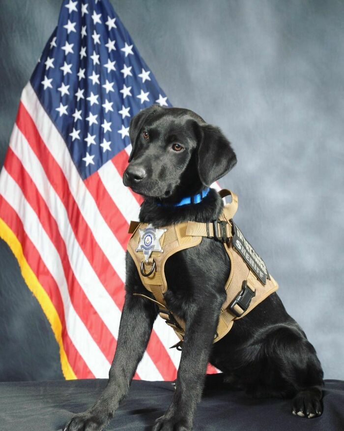 Meet Zeke, The Newest Member Of The Arapahoe County Sheriff’s Office! He Gets Sworn In By The Sheriff Tomorrow