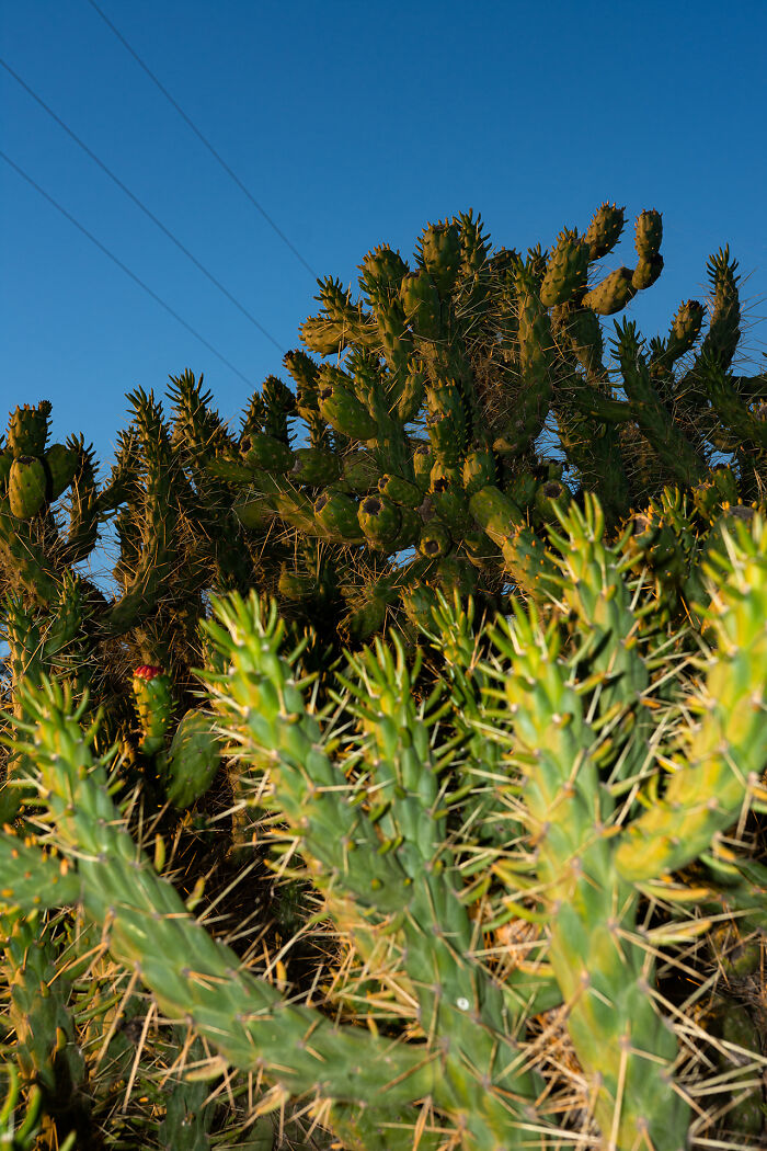 Sunset Cactus