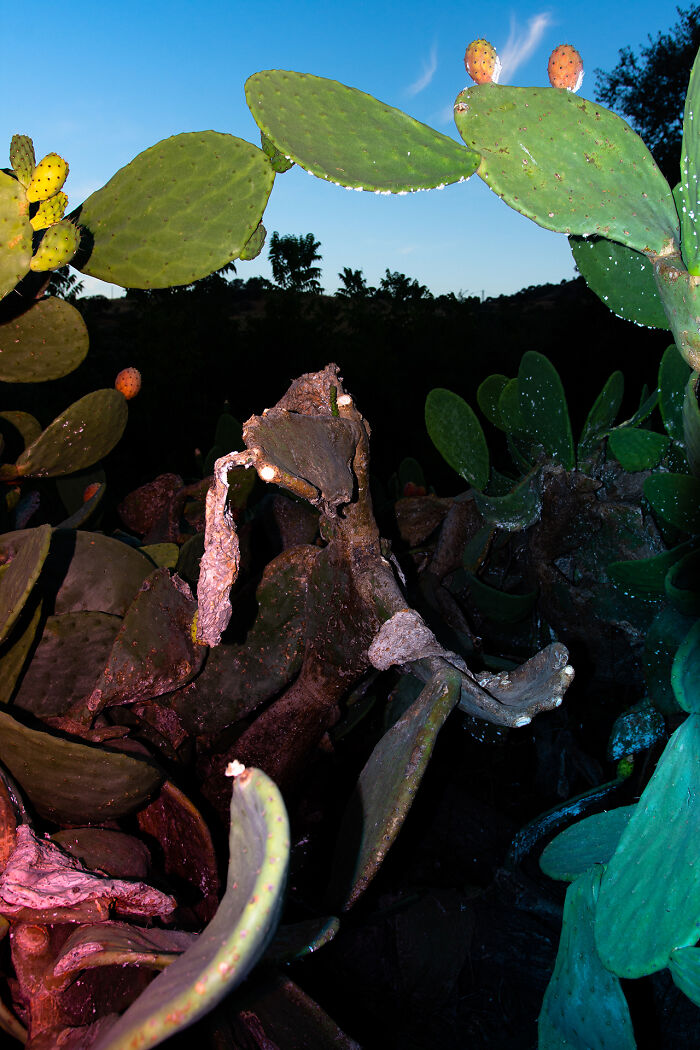Cochineal Infected Cactus