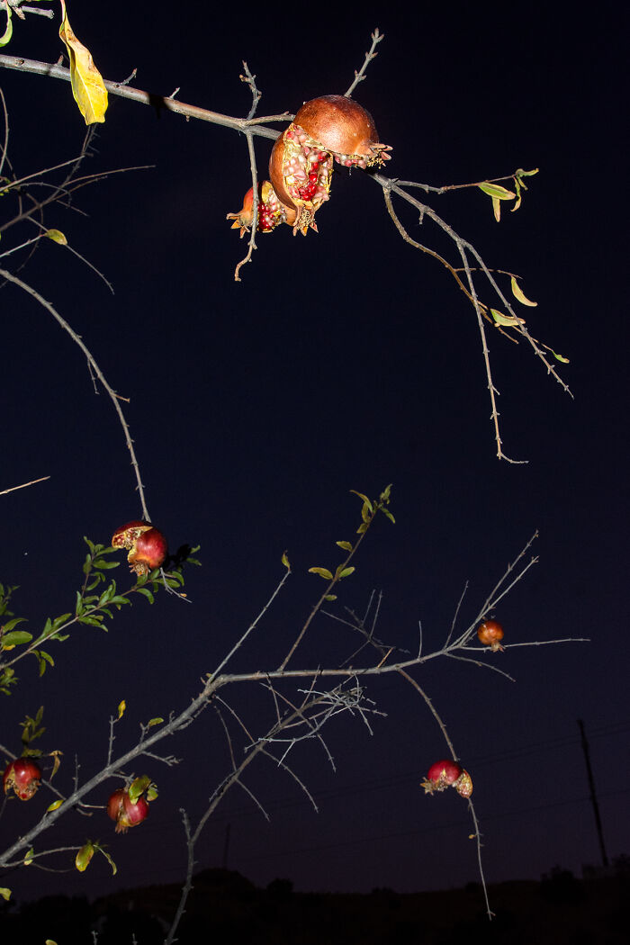 Roadside Pomegranates